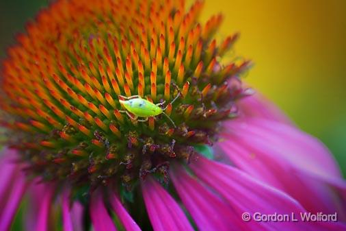 Bug On A Coneflower_51643.jpg - Photographed near Carleton Place, Ontario, Canada.